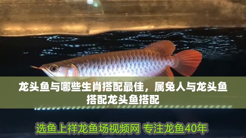 龍頭魚與哪些生肖搭配最佳，屬兔人與龍頭魚搭配龍頭魚搭配