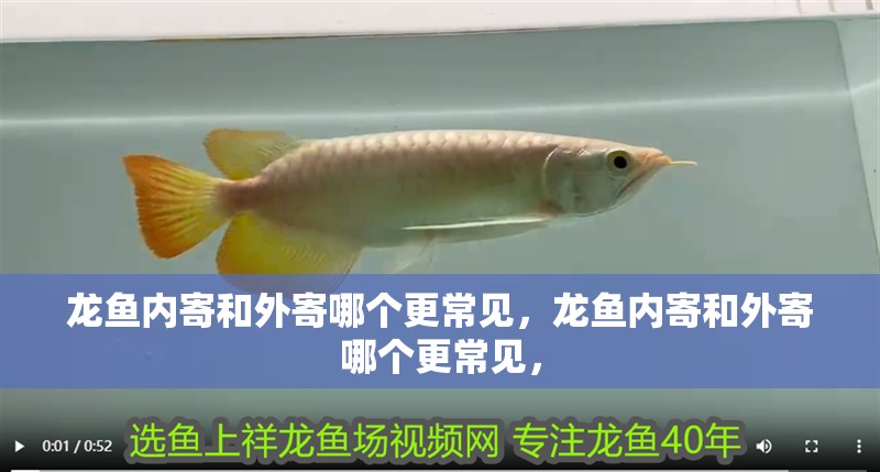 龍魚內寄和外寄哪個更常見，龍魚內寄和外寄哪個更常見，