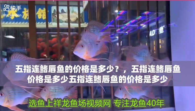 五指連鰭唇魚的價格是多少？，五指連鰭唇魚價格是多少五指連鰭唇魚的價格是多少