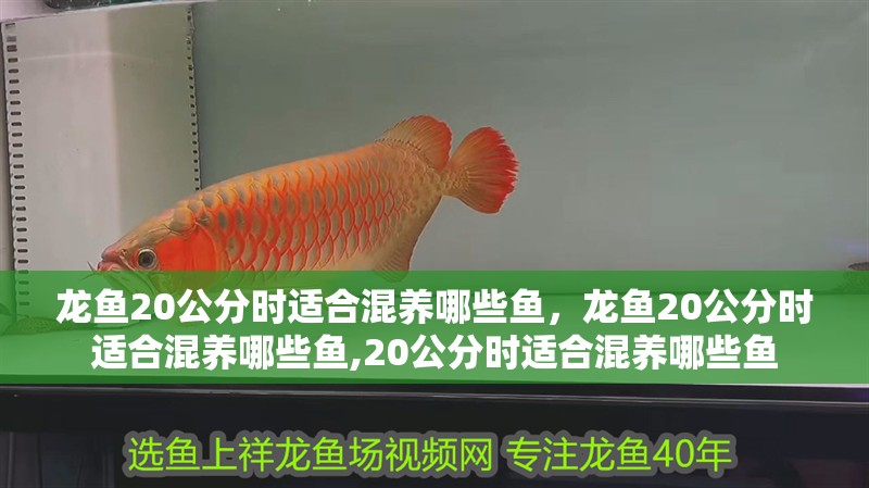 龍魚20公分時適合混養哪些魚，龍魚20公分時適合混養哪些魚,20公分時適合混養哪些魚 龍魚20公分時適合混養哪些魚，龍魚20公分時適合混養哪些魚,20公分時適合混養哪些魚 龍魚百科