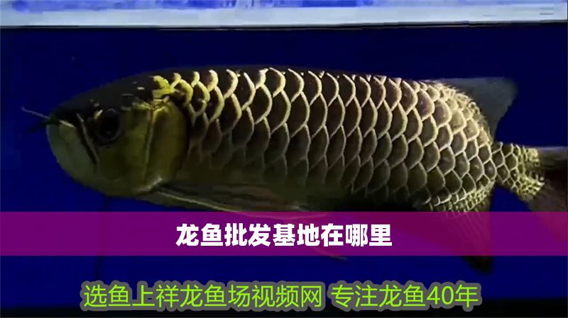 龍魚批發基地在哪里
