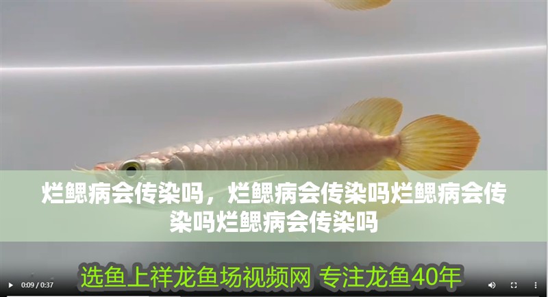 爛鰓病會傳染嗎，爛鰓病會傳染嗎爛鰓病會傳染嗎爛鰓病會傳染嗎