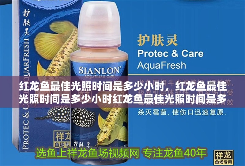 詳細閱讀:紅龍魚最佳光照時間是多少小時,紅龍魚最佳光照時間是多少小時紅龍魚最佳光照時間是多少小時 紅龍魚最佳光照時間是多少小時,紅龍魚最佳光照時間是多少小時紅龍魚最佳光照時間是多少小時