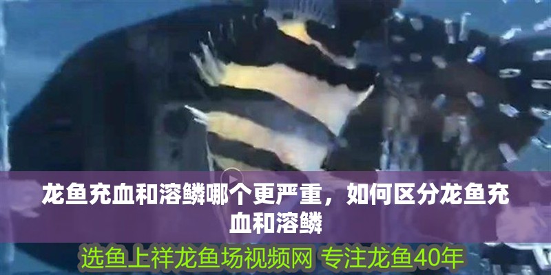龍魚充血和溶鱗哪個更嚴重，如何區分龍魚充血和溶鱗