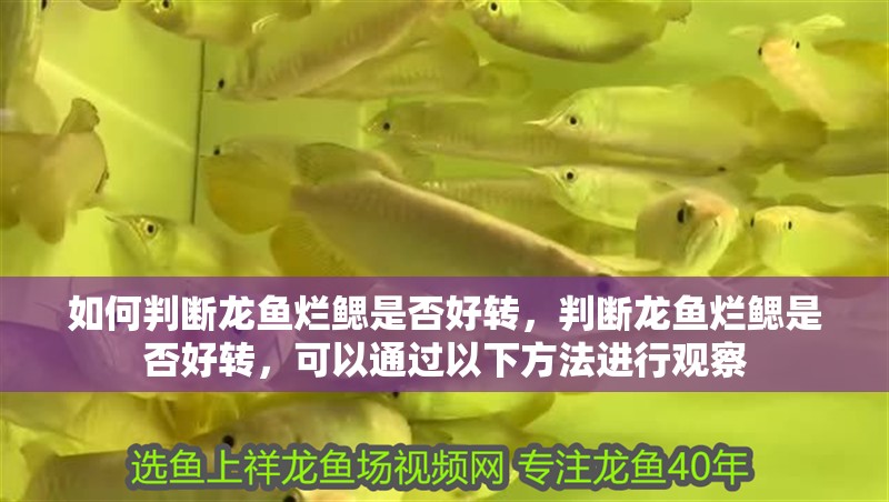 如何判斷龍魚爛鰓是否好轉，判斷龍魚爛鰓是否好轉，可以通過以下方法進行觀察