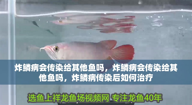 炸鱗病會傳染給其他魚嗎，炸鱗病會傳染給其他魚嗎，炸鱗病傳染后如何治療