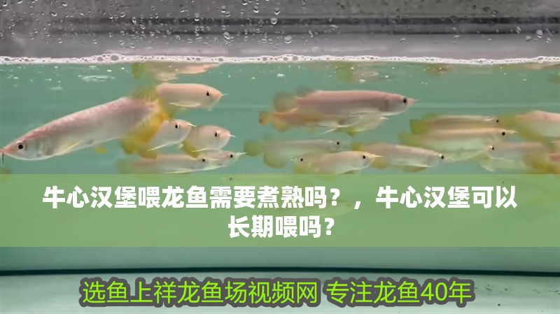 牛心漢堡喂龍魚需要煮熟嗎？，牛心漢堡可以長期喂嗎？