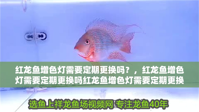 紅龍魚增色燈需要定期更換嗎？，紅龍魚增色燈需要定期更換嗎紅龍魚增色燈需要定期更換嗎