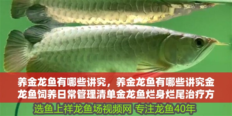 養金龍魚有哪些講究，養金龍魚有哪些講究金龍魚飼養日常管理清單金龍魚爛身爛尾治療方法