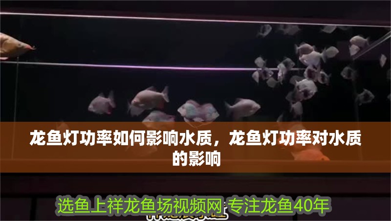 詳細(xì)閱讀:龍魚(yú)燈功率如何影響水質(zhì),龍魚(yú)燈功率對(duì)水質(zhì)的影響 龍魚(yú)燈功率如何影響水質(zhì),龍魚(yú)燈功率對(duì)水質(zhì)的影響