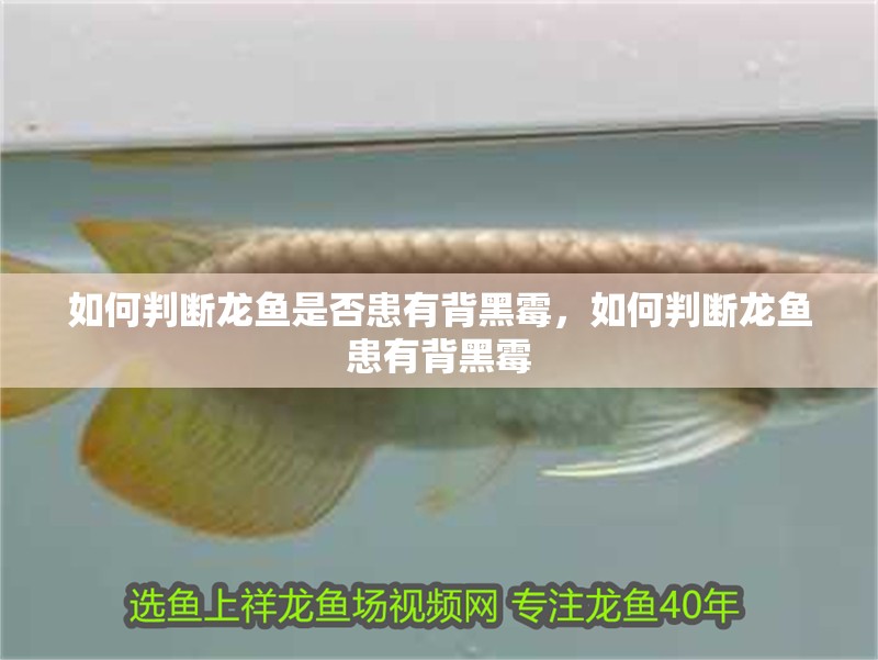 詳細閱讀:如何判斷龍魚是否患有背黑霉,如何判斷龍魚患有背黑霉 如何判斷龍魚是否患有背黑霉,如何判斷龍魚患有背黑霉