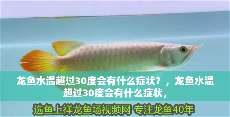 詳細閱讀:龍魚水溫超過30度會有什么癥狀?,龍魚水溫超過30度會有什么癥狀, 龍魚水溫超過30度會有什么癥狀?,龍魚水溫超過30度會有什么癥狀,