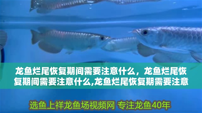 龍魚爛尾恢復期間需要注意什么，龍魚爛尾恢復期間需要注意什么,龍魚爛尾恢復期需要注意什么