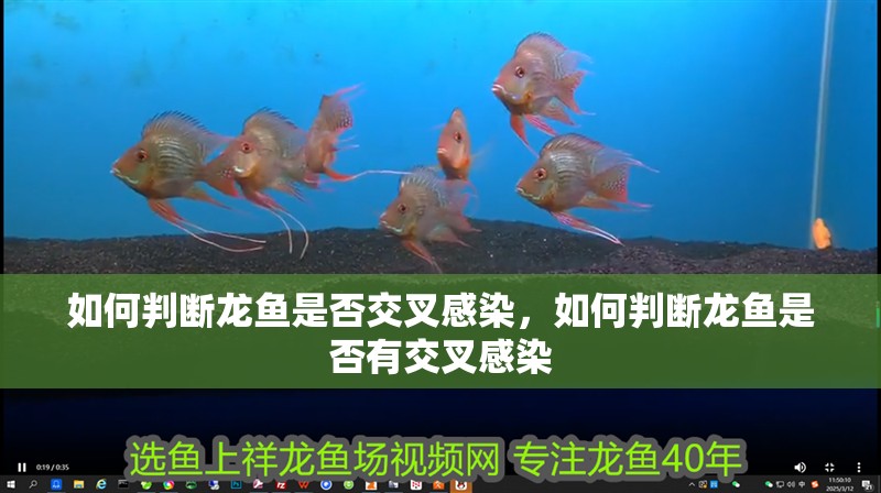 如何判斷龍魚是否交叉感染，如何判斷龍魚是否有交叉感染