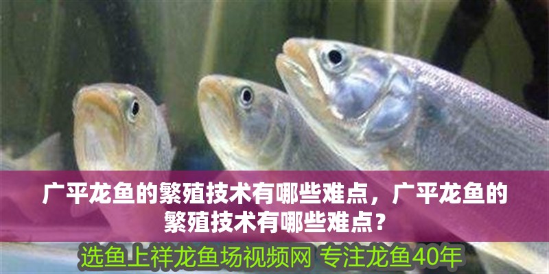 廣平龍魚的繁殖技術有哪些難點，廣平龍魚的繁殖技術有哪些難點？