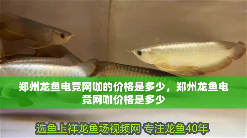 鄭州龍魚電競網咖的價格是多少，鄭州龍魚電競網咖價格是多少