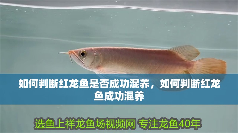 如何判斷紅龍魚是否成功混養(yǎng)，如何判斷紅龍魚成功混養(yǎng)