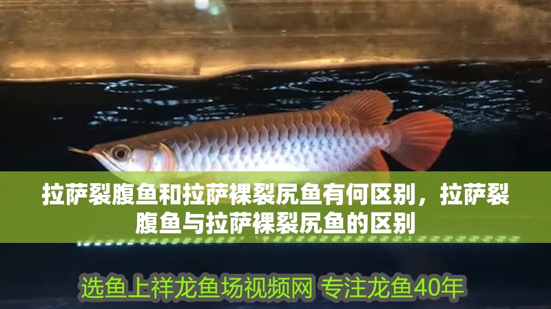 鸚鵡魚和銀龍魚混養(yǎng)怎樣喂食 拉薩裂腹魚和拉薩裸裂尻魚有何區(qū)別,拉薩裂腹魚與拉薩裸裂尻魚的區(qū)別 龍魚百科 拉薩裂腹魚和拉薩裸裂尻魚有何區(qū)別,拉薩裂腹魚與拉薩裸裂尻魚的區(qū)別 拉薩裂腹魚和拉薩裸裂尻魚有何區(qū)別,拉薩裂腹魚與拉薩裸裂尻魚的區(qū)別 龍魚百科