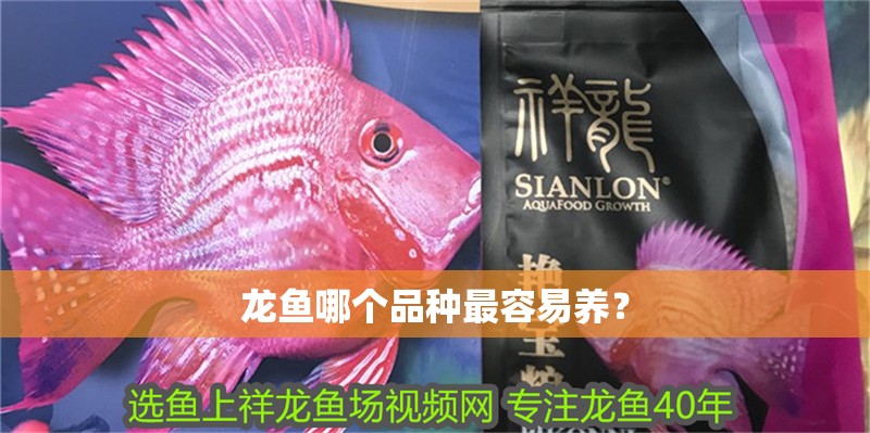 龍魚哪個品種最容易養？ 龍魚哪個品種最容易養？ 龍魚百科