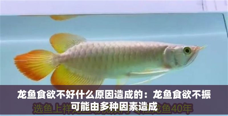 龍魚食欲不好什么原因造成的:龍魚食欲不振可能由多種因素造成 龍魚百科 第2張 龍魚食欲不好什么原因造成的:龍魚食欲不振可能由多種因素造成 龍魚食欲不好什么原因造成的:龍魚食欲不振可能由多種因素造成 龍魚百科 第2張