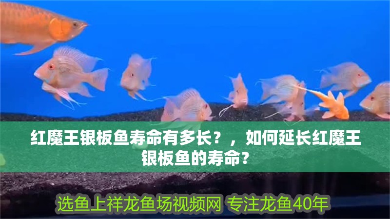 紅魔王銀板魚壽命有多長？，如何延長紅魔王銀板魚的壽命？