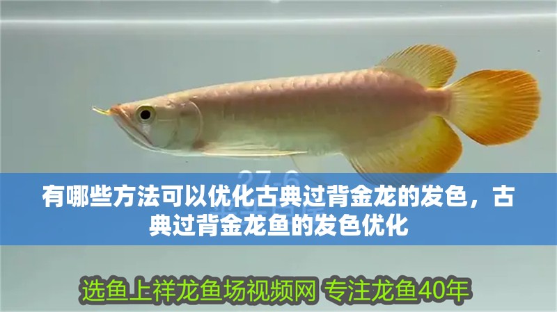 有哪些方法可以優化古典過背金龍的發色，古典過背金龍魚的發色優化