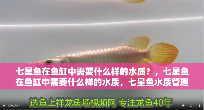 七星魚在魚缸中需要什么樣的水質？，七星魚在魚缸中需要什么樣的水質，七星魚水質管理日歷