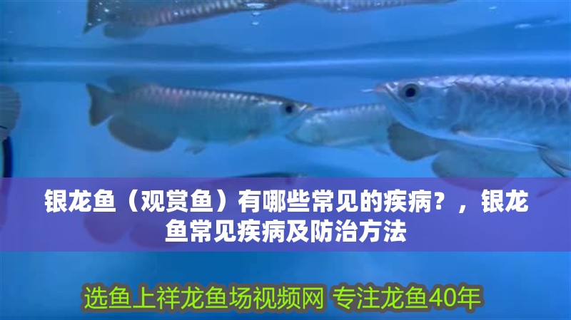 銀龍魚（觀賞魚）有哪些常見的疾病？，銀龍魚常見疾病及防治方法