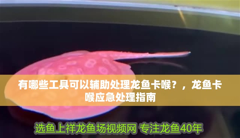 有哪些工具可以輔助處理龍魚卡喉？，龍魚卡喉應急處理指南