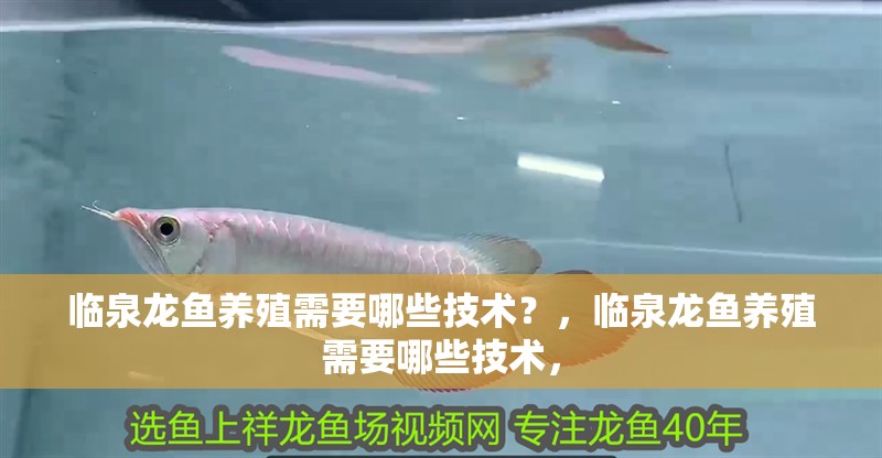臨泉龍魚養殖需要哪些技術？，臨泉龍魚養殖需要哪些技術，