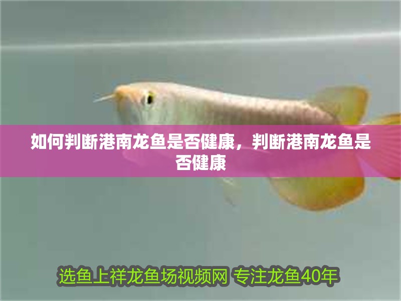 如何判斷港南龍魚是否健康，判斷港南龍魚是否健康