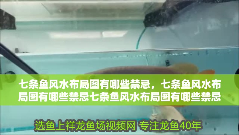 七條魚風水布局圖有哪些禁忌，七條魚風水布局圖有哪些禁忌七條魚風水布局圖有哪些禁忌