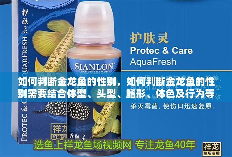 如何判斷金龍魚的性別，如何判斷金龍魚的性別需要結合體型、頭型、鰭形、體色及行為等多方面特征分析