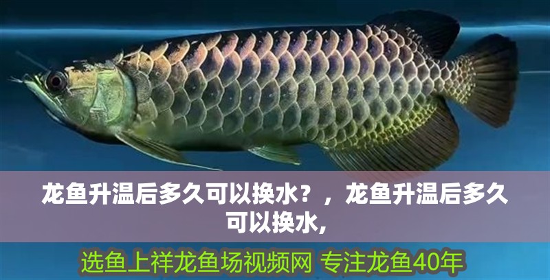 龍魚升溫后多久可以換水？，龍魚升溫后多久可以換水,