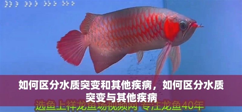 如何區分水質突變和其他疾病，如何區分水質突變與其他疾病