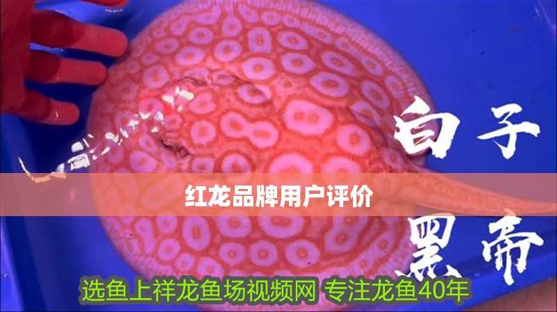 紅龍品牌用戶評價