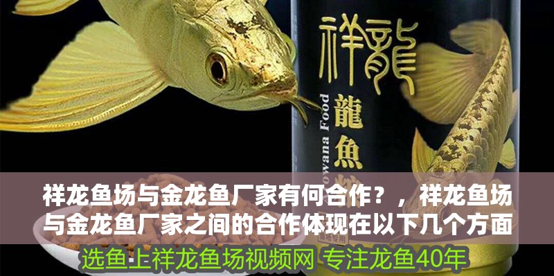 祥龍魚場與金龍魚廠家有何合作？，祥龍魚場與金龍魚廠家之間的合作體現(xiàn)在以下幾個方面