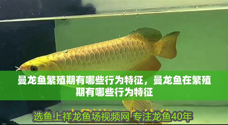 曼龍魚繁殖期有哪些行為特征，曼龍魚在繁殖期有哪些行為特征