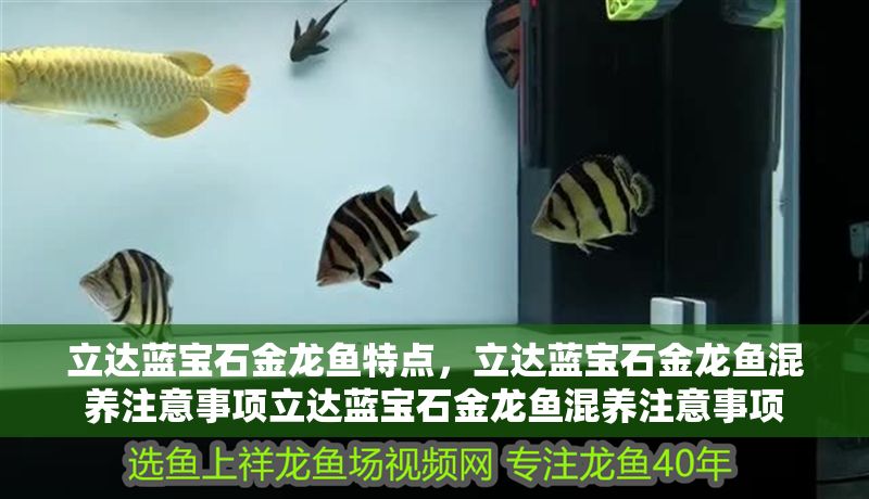 立達藍寶石金龍魚特點，立達藍寶石金龍魚混養注意事項立達藍寶石金龍魚混養注意事項