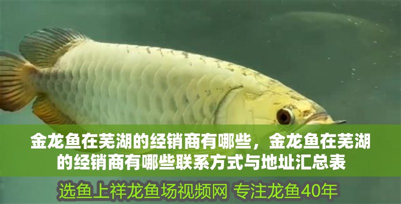 詳細閱讀:金龍魚在蕪湖的經銷商有哪些,金龍魚在蕪湖的經銷商有哪些聯系方式與地址匯總表 金龍魚在蕪湖的經銷商有哪些,金龍魚在蕪湖的經銷商有哪些聯系方式與地址匯總表