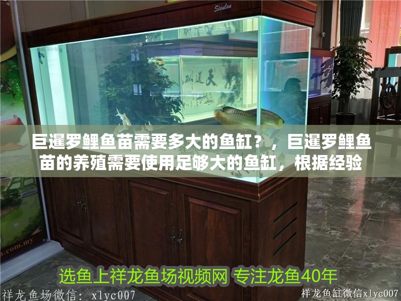 巨暹羅鯉魚苗需要多大的魚缸？，巨暹羅鯉魚苗的養殖需要使用足夠大的魚缸，根據經驗 巨暹羅鯉魚苗需要多大的魚缸？，巨暹羅鯉魚苗的養殖需要使用足夠大的魚缸，根據經驗 龍魚百科