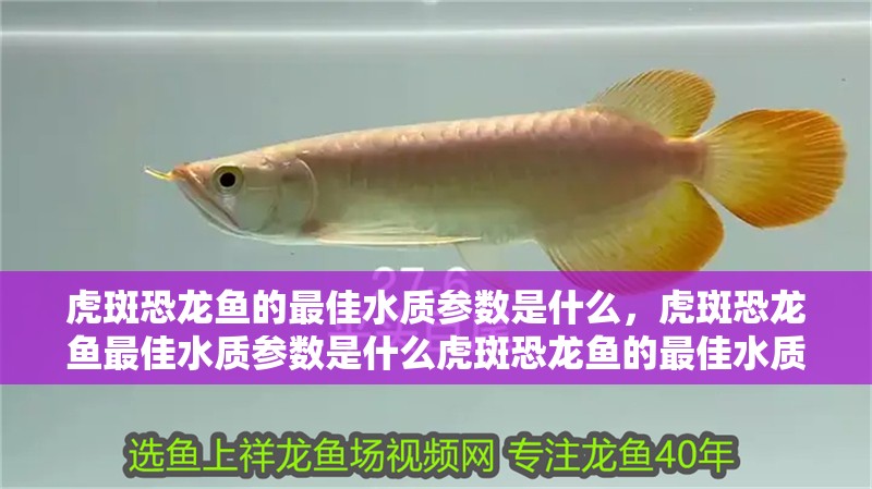 虎斑恐龍魚的最佳水質(zhì)參數(shù)是什么，虎斑恐龍魚最佳水質(zhì)參數(shù)是什么虎斑恐龍魚的最佳水質(zhì)參數(shù)是什么
