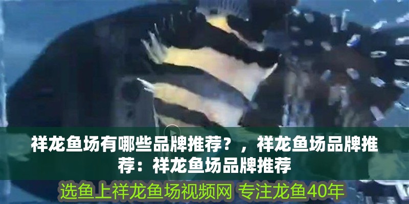 祥龍魚場有哪些品牌推薦？，祥龍魚場品牌推薦：祥龍魚場品牌推薦 祥龍魚場有哪些品牌推薦？，祥龍魚場品牌推薦：祥龍魚場品牌推薦 龍魚百科