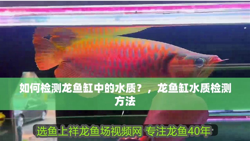 如何檢測龍魚缸中的水質？，龍魚缸水質檢測方法 如何檢測龍魚缸中的水質？，龍魚缸水質檢測方法 龍魚百科