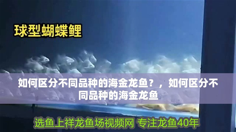 如何區分不同品種的海金龍魚？，如何區分不同品種的海金龍魚