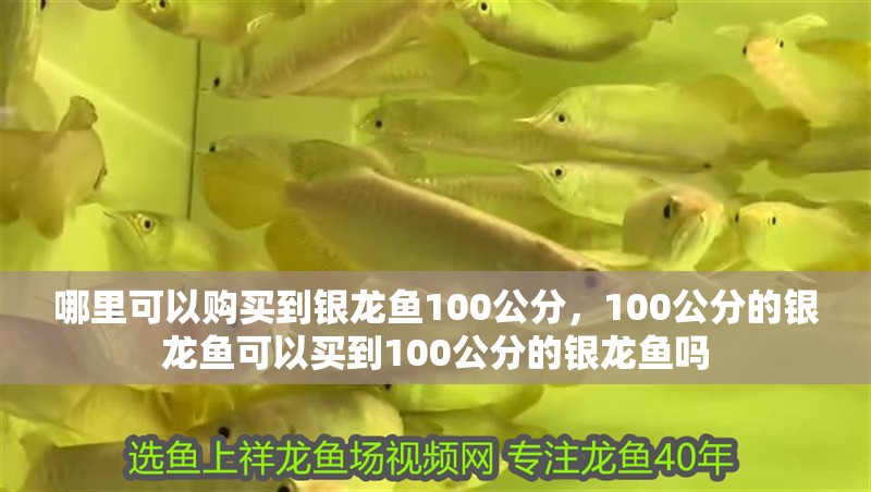 哪里可以購買到銀龍魚100公分，100公分的銀龍魚可以買到100公分的銀龍魚嗎 哪里可以購買到銀龍魚100公分，100公分的銀龍魚可以買到100公分的銀龍魚嗎 龍魚百科