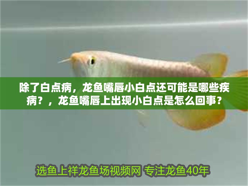 詳細(xì)閱讀:除了白點(diǎn)病,龍魚(yú)嘴唇小白點(diǎn)還可能是哪些疾病?,龍魚(yú)嘴唇上出現(xiàn)小白點(diǎn)是怎么回事? 除了白點(diǎn)病,龍魚(yú)嘴唇小白點(diǎn)還可能是哪些疾病?,龍魚(yú)嘴唇上出現(xiàn)小白點(diǎn)是怎么回事?