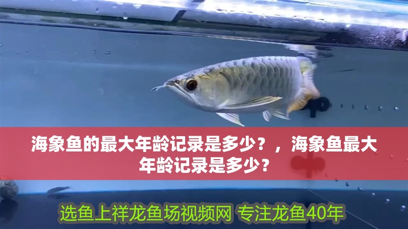 海象魚的最大年齡記錄是多少？，海象魚最大年齡記錄是多少？