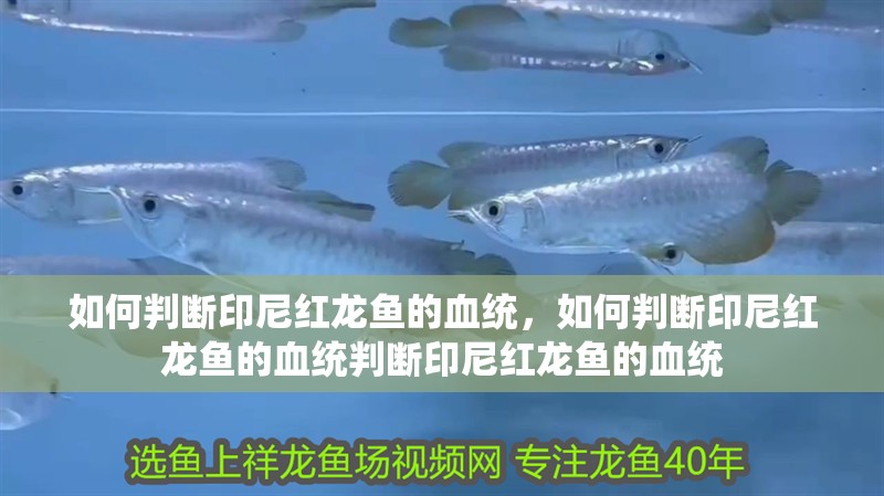如何判斷印尼紅龍魚的血統(tǒng)，如何判斷印尼紅龍魚的血統(tǒng)判斷印尼紅龍魚的血統(tǒng)