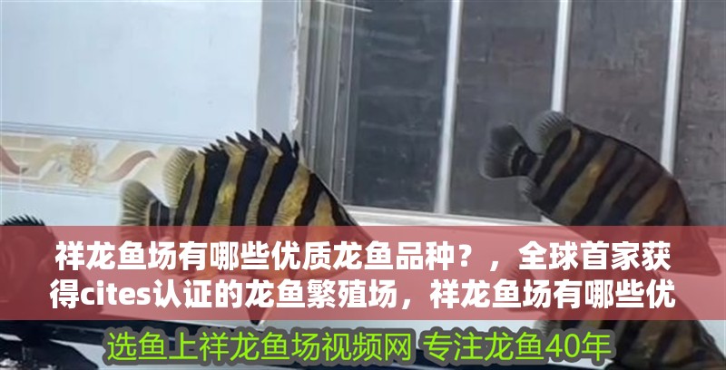 祥龍魚場有哪些優質龍魚品種？，全球首家獲得cites認證的龍魚繁殖場，祥龍魚場有哪些優質龍魚品種